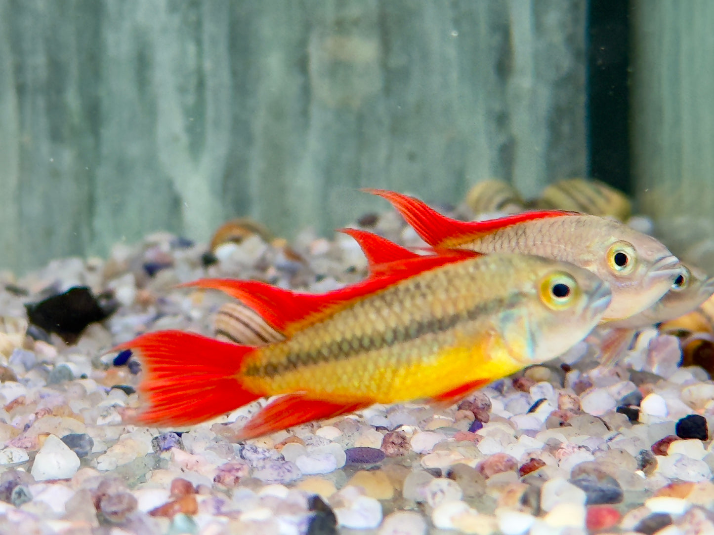 Orange Kakaduzwergbuntbarsch Apistogramma cacatuoides