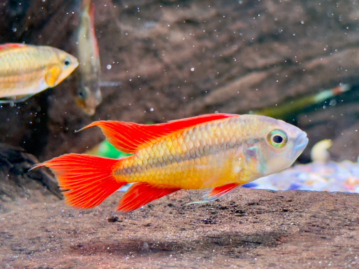 Orange Kakaduzwergbuntbarsch Apistogramma cacatuoides