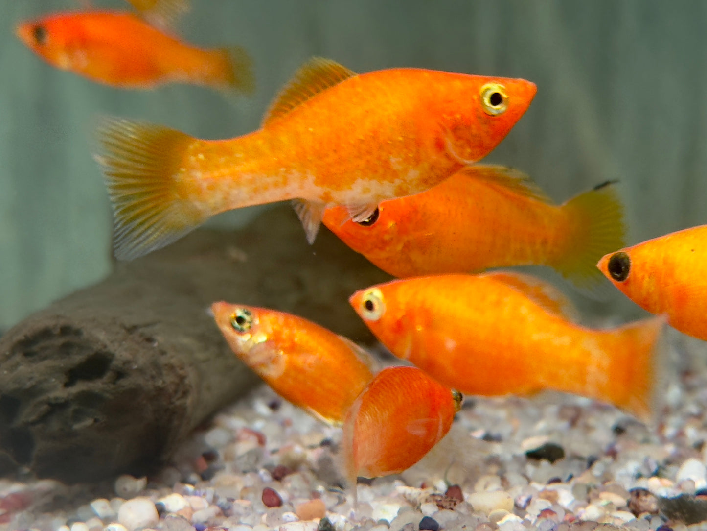 Orange Saffron Molly Poecilia latipinna