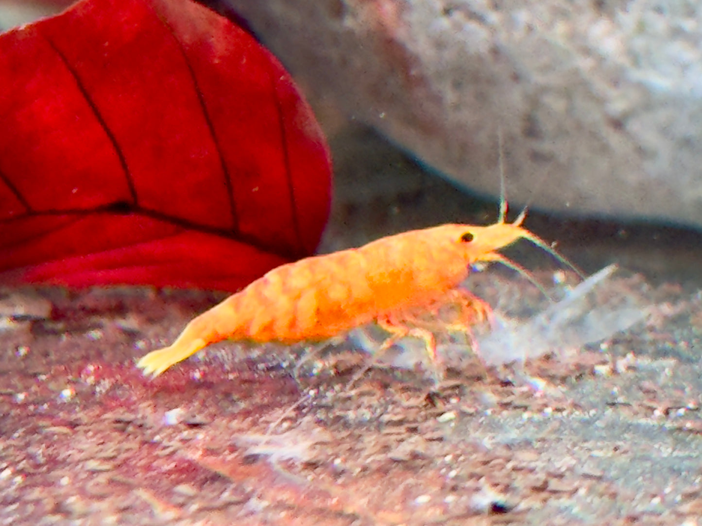 Orange Sakura Garnele Neocaridina davidi