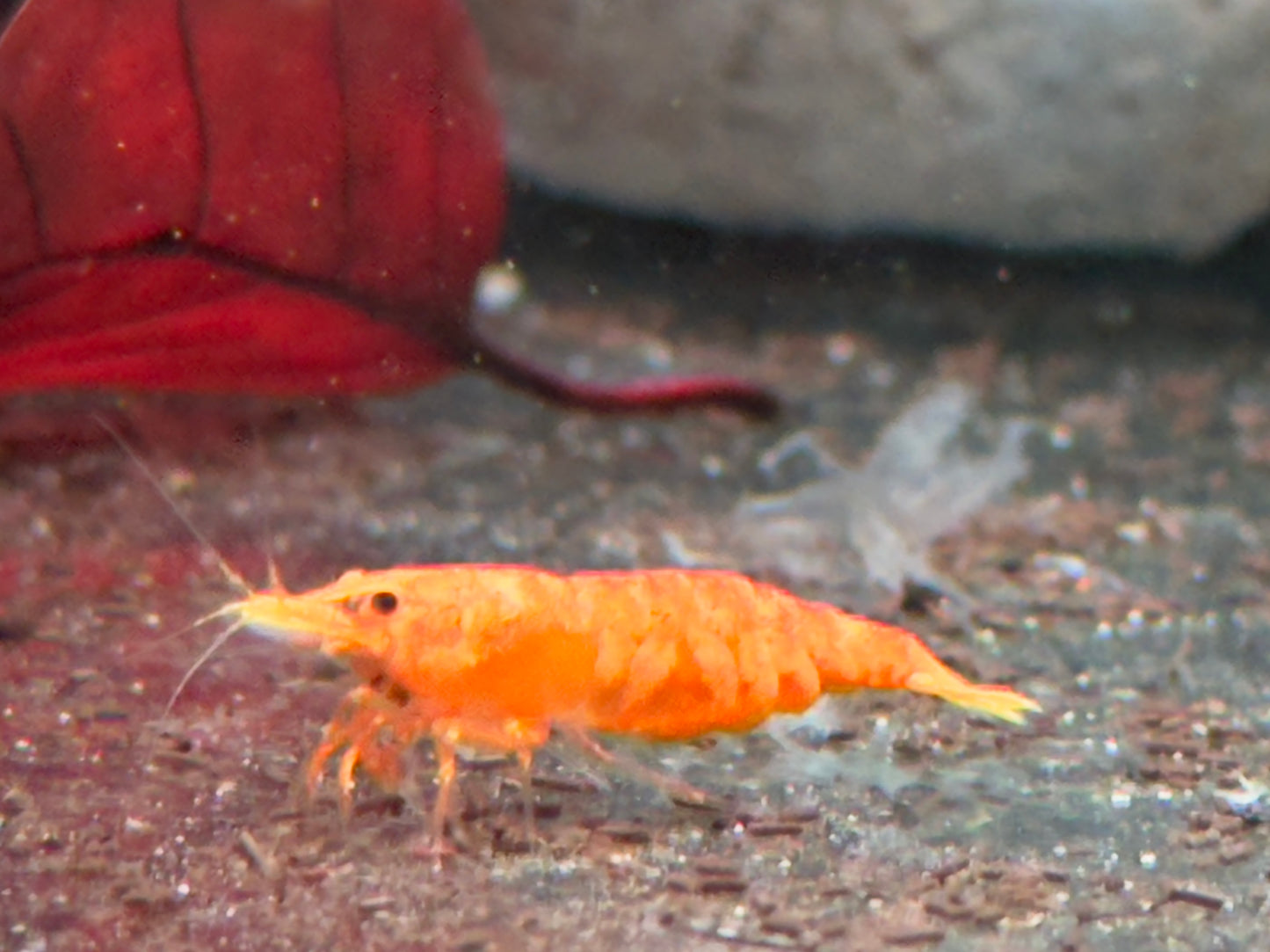 Orange Sakura Garnele Neocaridina davidi