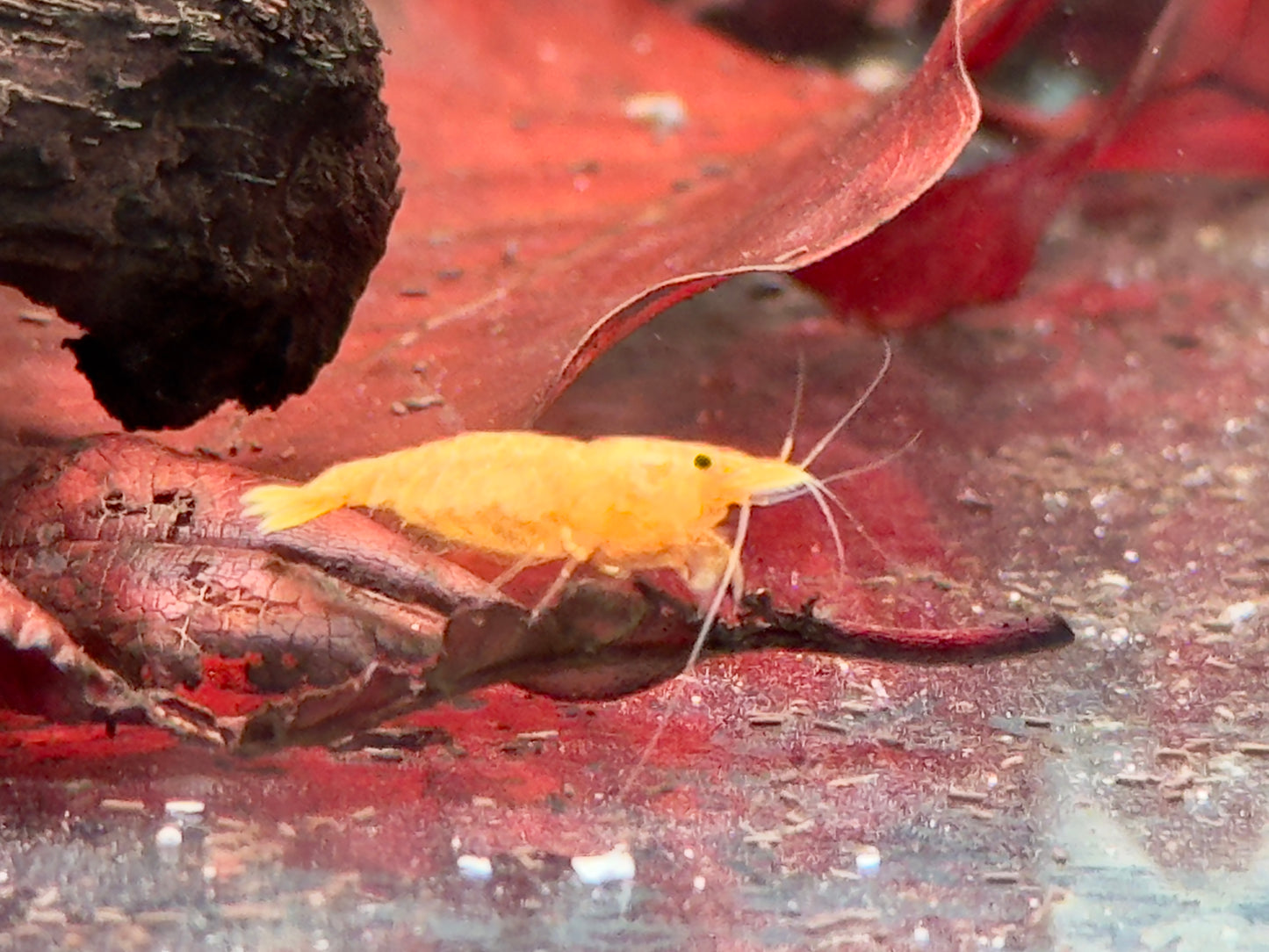 Orange Sakura Garnele Neocaridina davidi