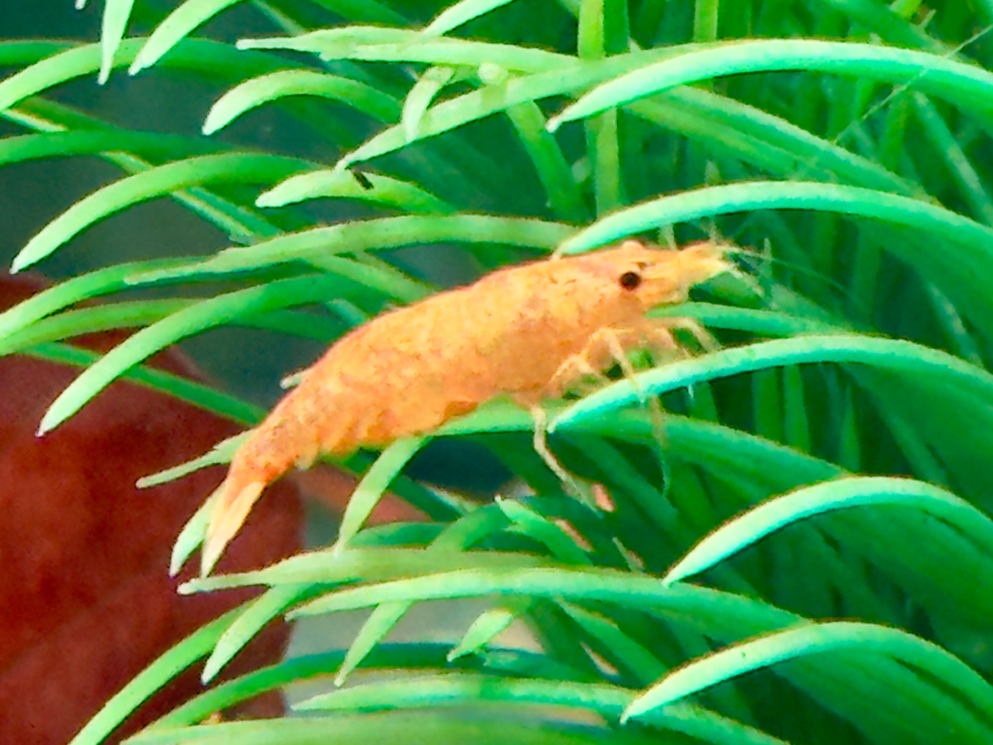 Orange Sakura Garnele Neocaridina davidi