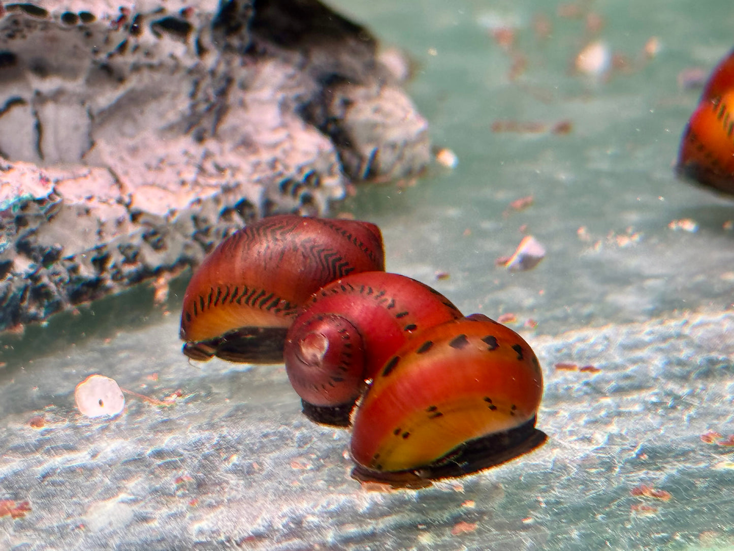 Orange Track Rennschnecke Neritina Vittina semiconica