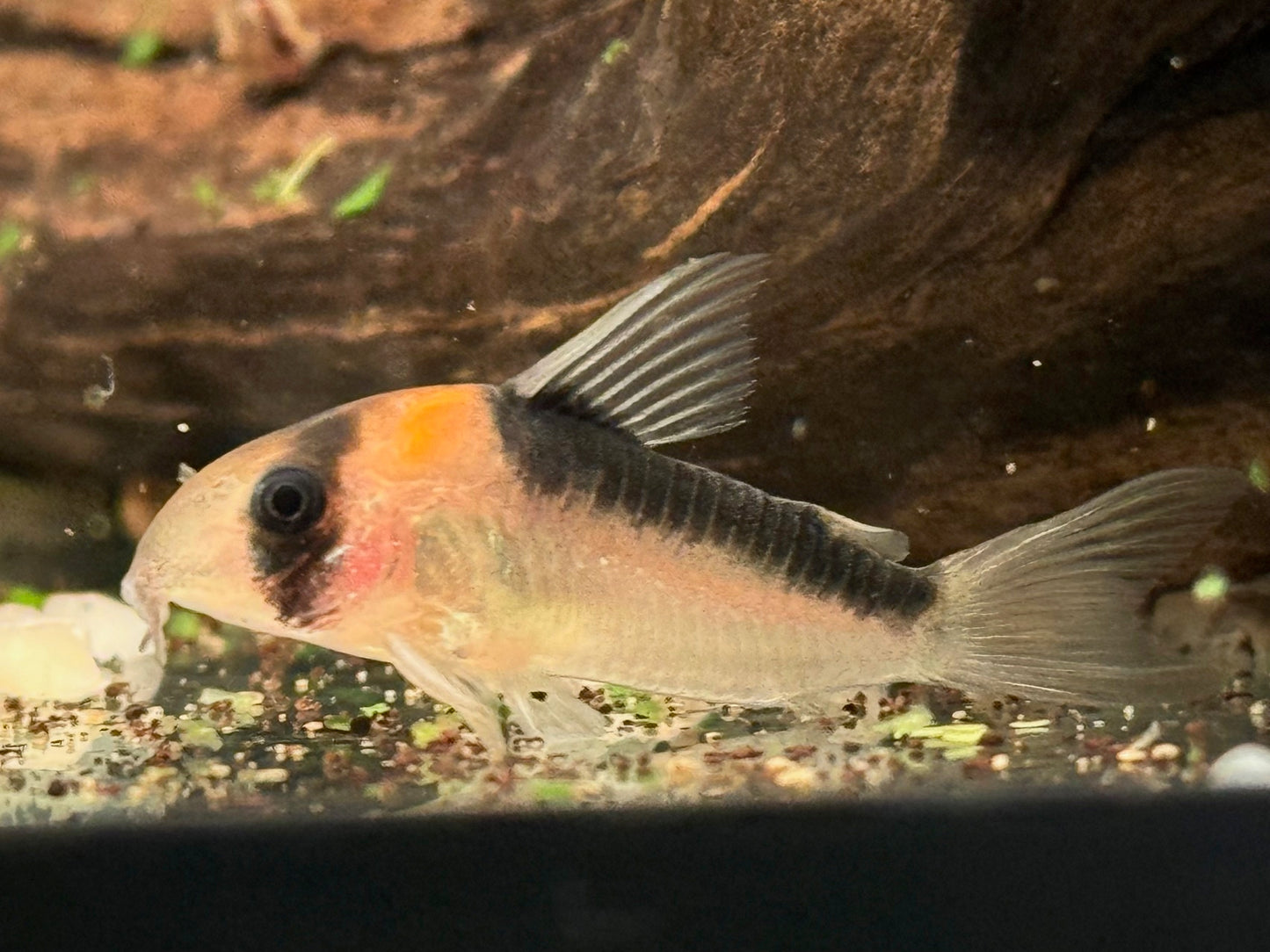 Orangefleck Panzerwels Corydoras Hoplisoma adolfoi