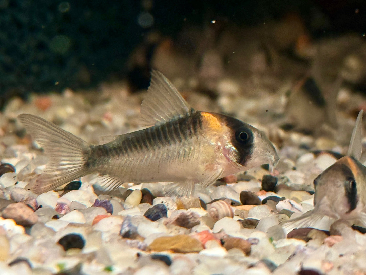 Orangefleck Panzerwels Corydoras Hoplisoma adolfoi