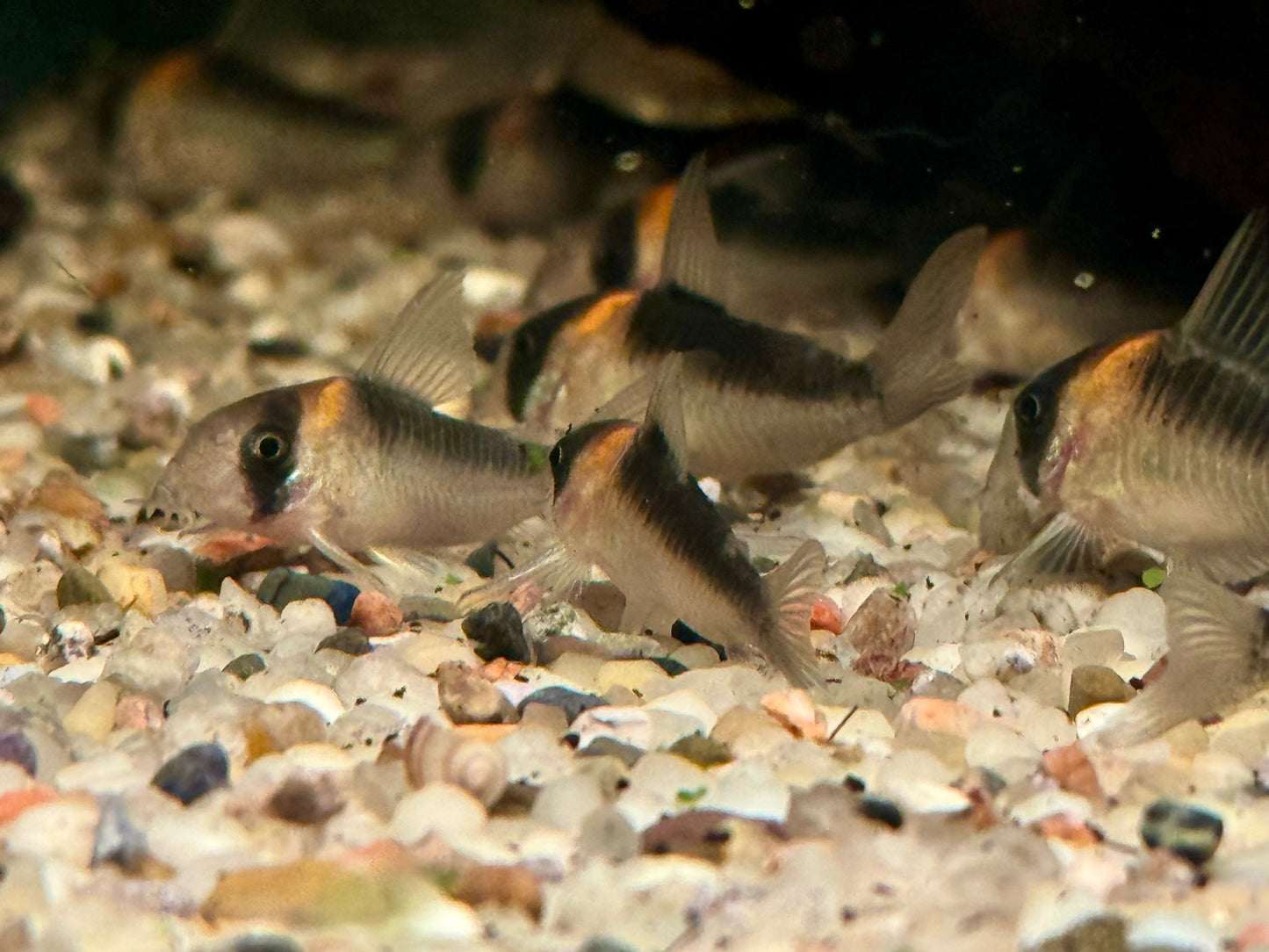 Orangefleck Panzerwels Corydoras Hoplisoma adolfoi