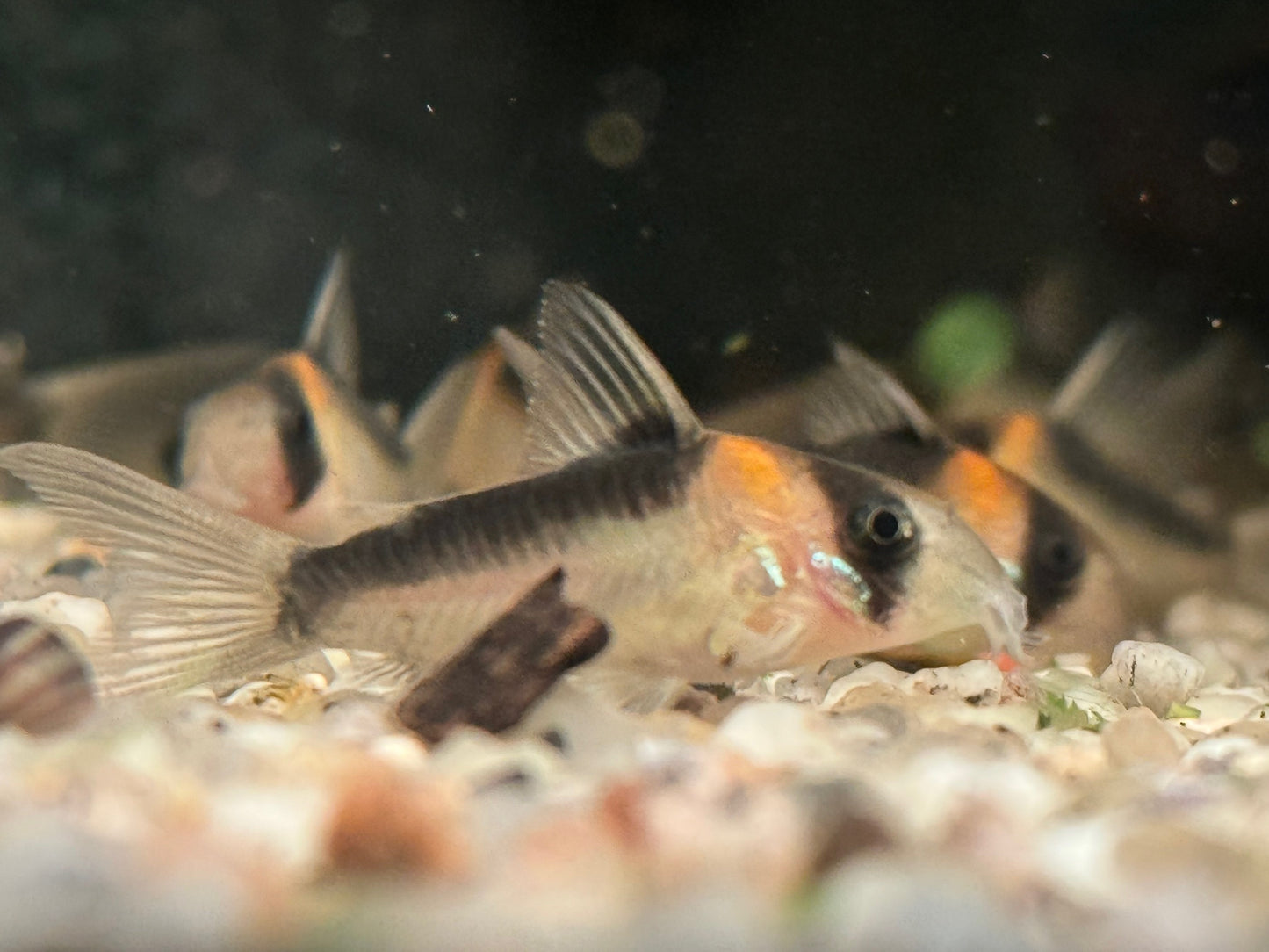 Orangefleck Panzerwels Corydoras Hoplisoma adolfoi