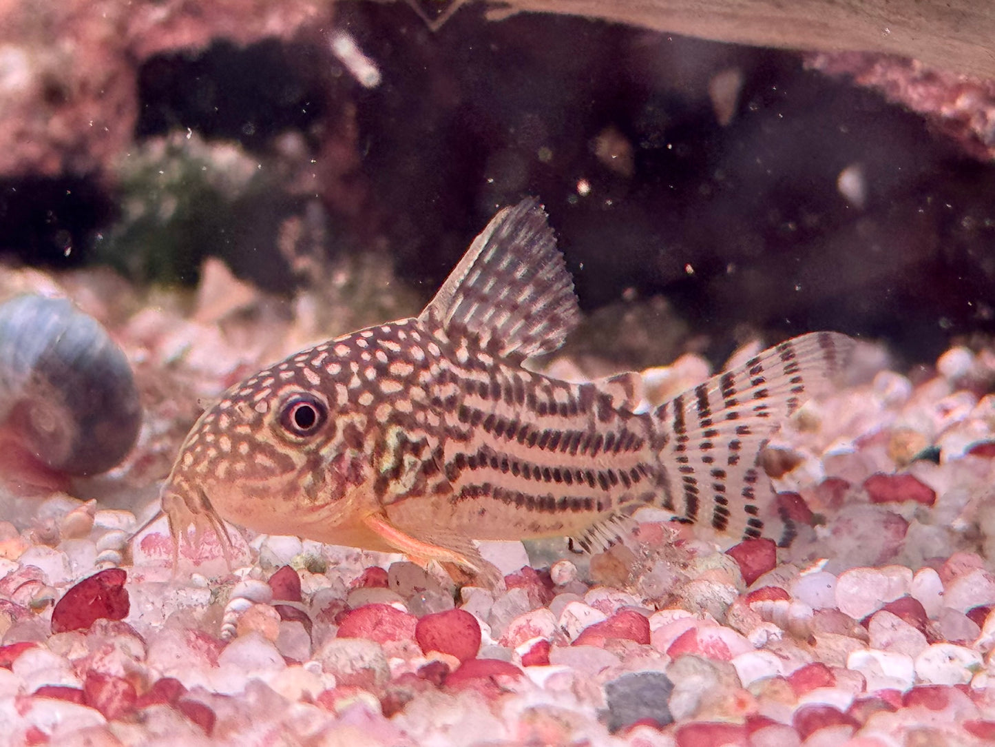 Orangeflossen Panzerwels Corydoras Hoplisoma sterbai