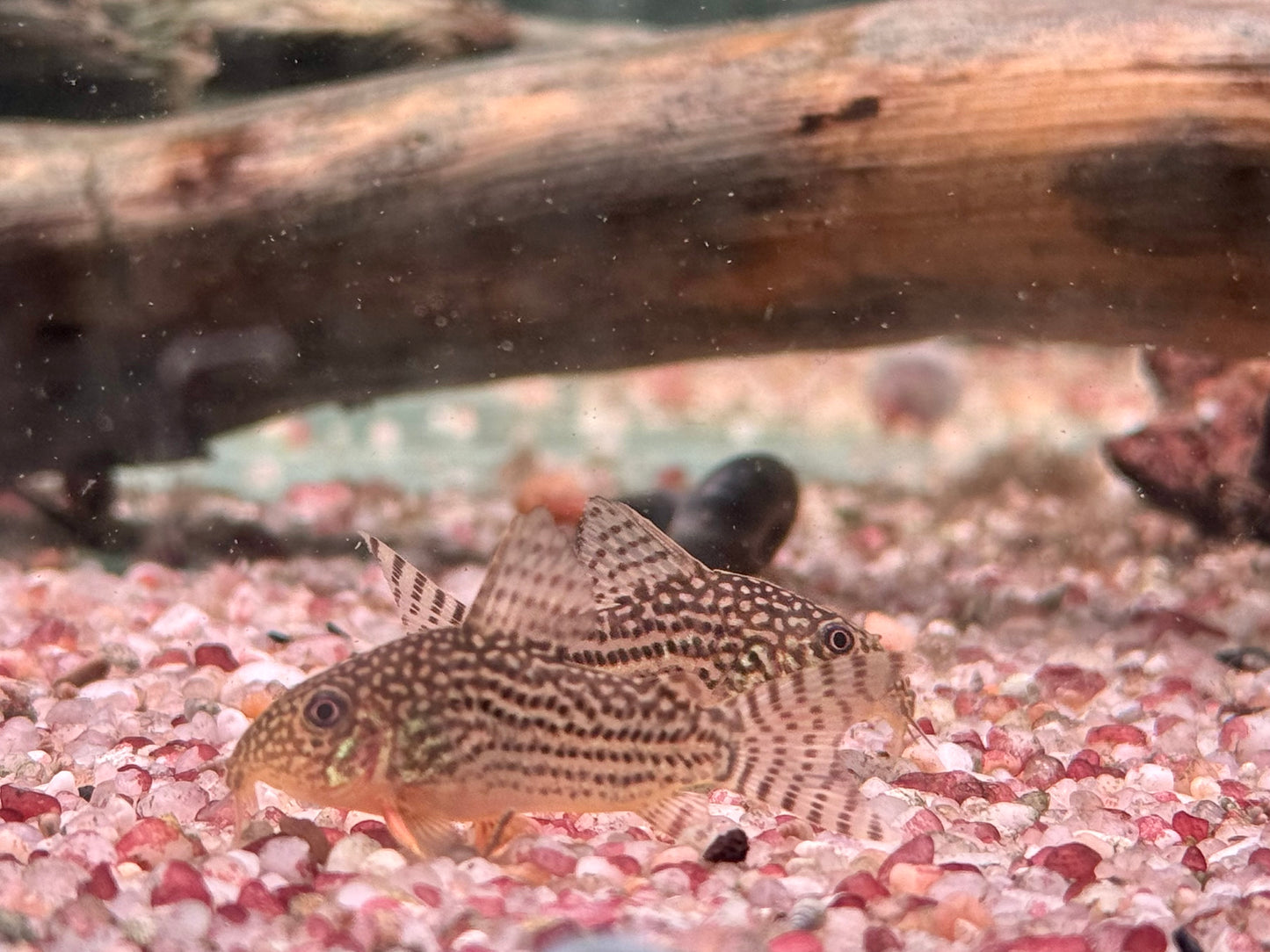 Orangeflossen Panzerwels Corydoras Hoplisoma sterbai
