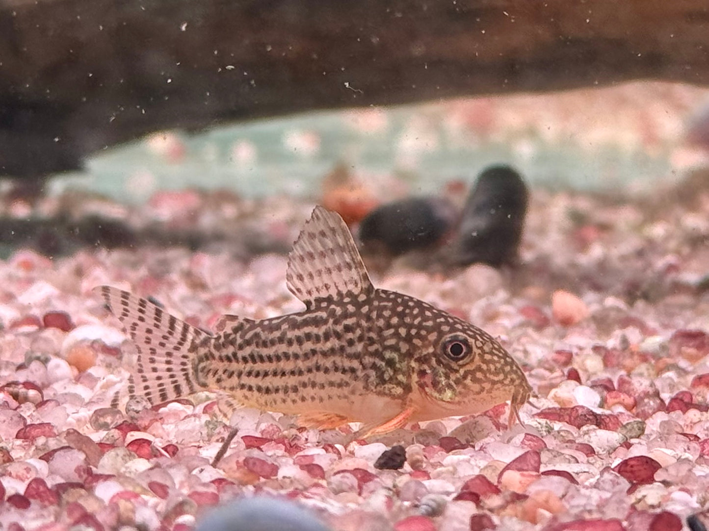 Orangeflossen Panzerwels Corydoras Hoplisoma sterbai