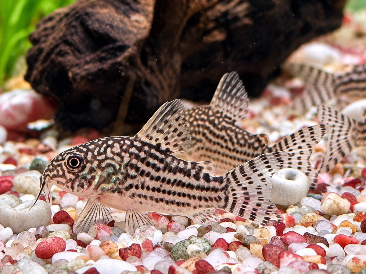 Orangeflossen Panzerwels Corydoras Hoplisoma sterbai