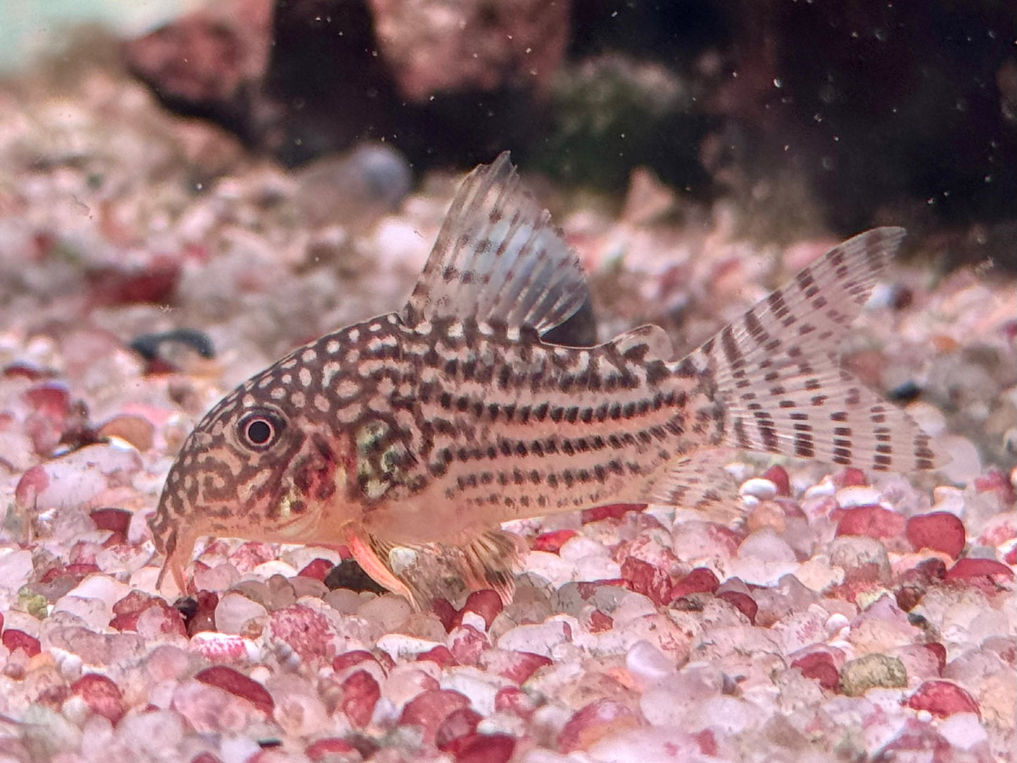 Orangeflossen Panzerwels Corydoras Hoplisoma sterbai