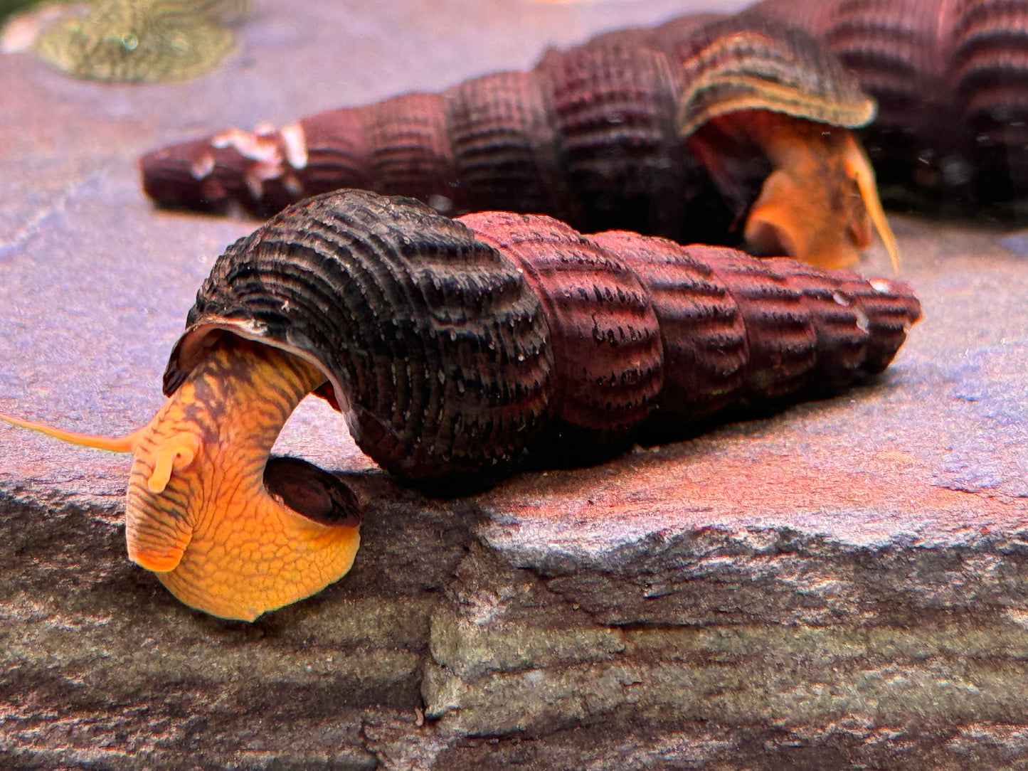 Orangene Felsenschnecke Tylomelania sp. orange