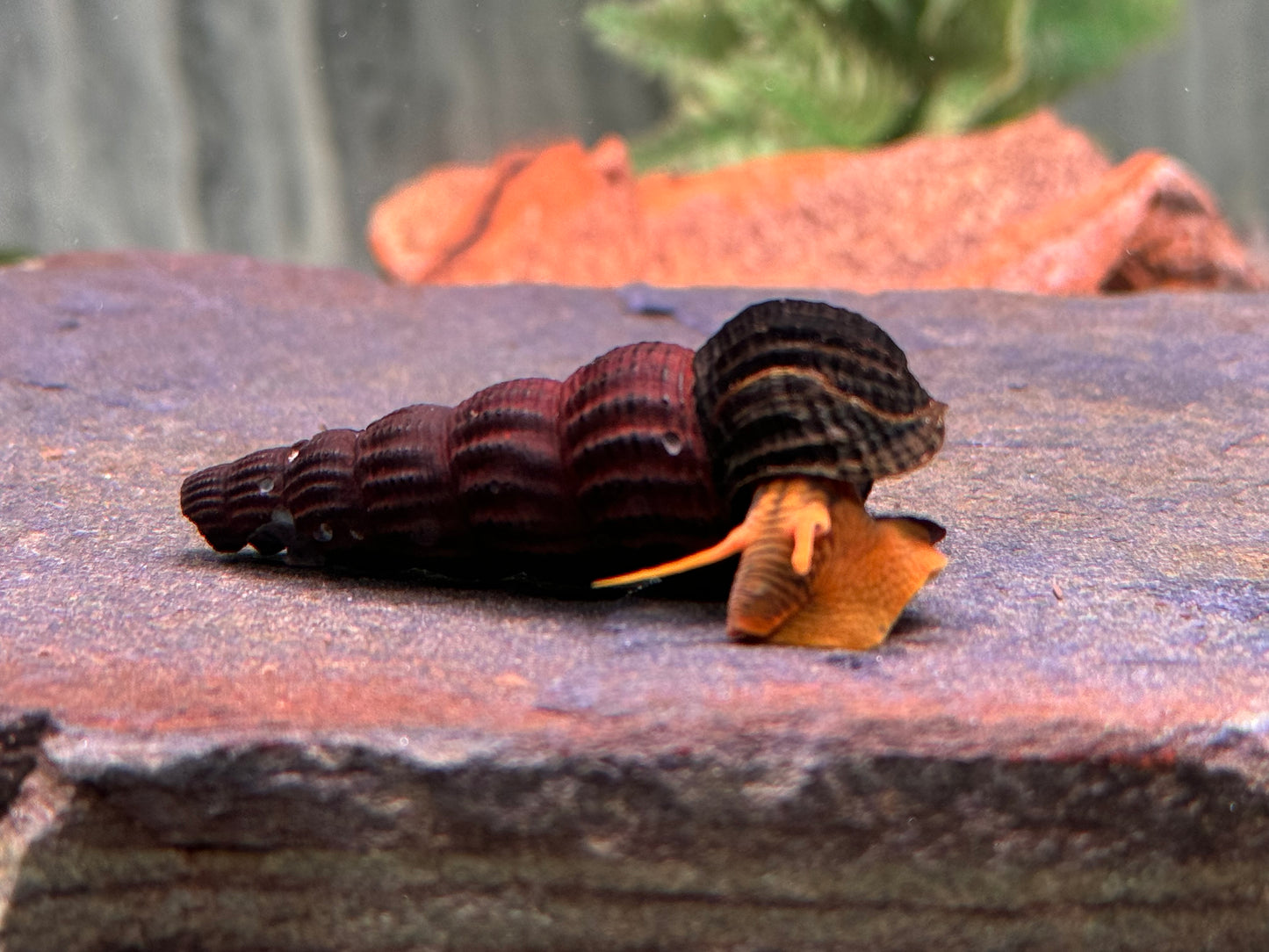 Orangene Felsenschnecke Tylomelania sp. orange