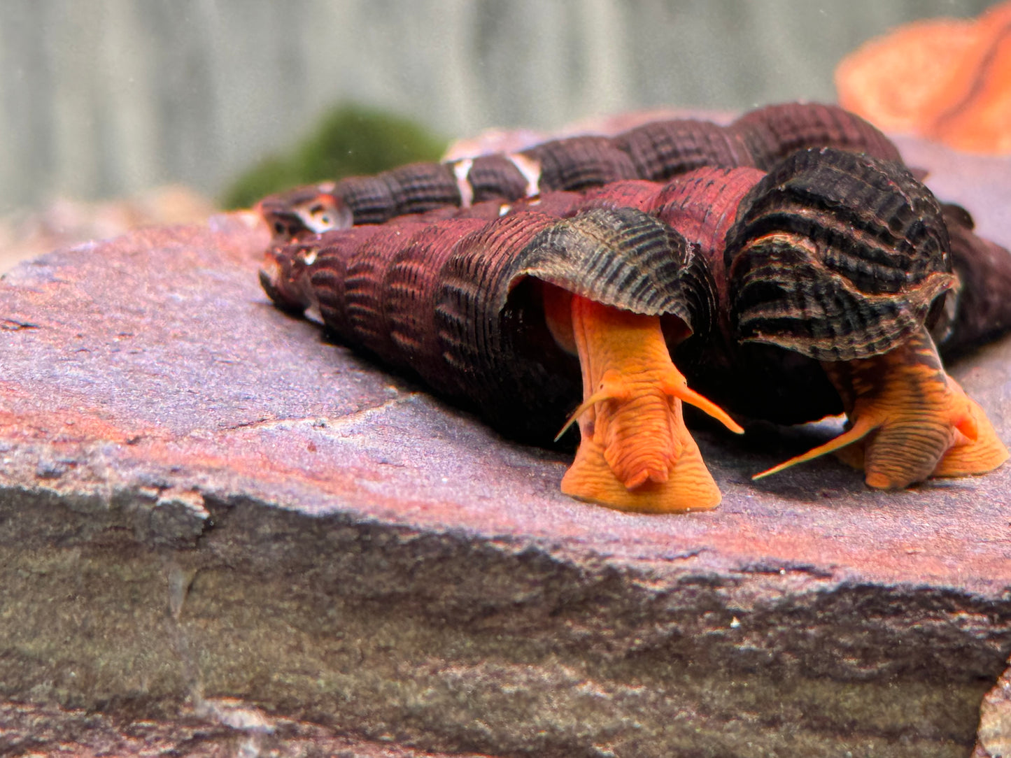 Orangene Felsenschnecke Tylomelania sp. orange