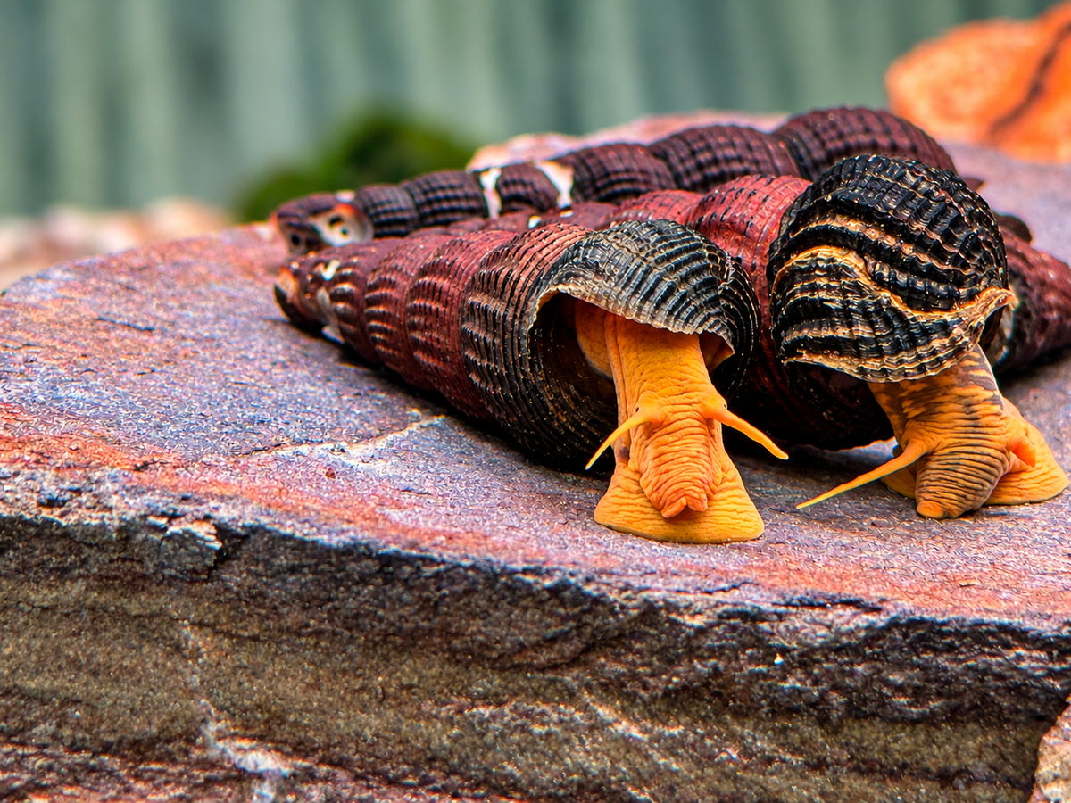 Orangene Felsenschnecke Tylomelania sp. orange