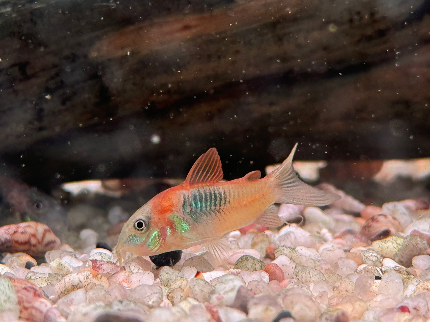 Orangener Venezuela Panzerwels Corydoras venezuelanus orange
