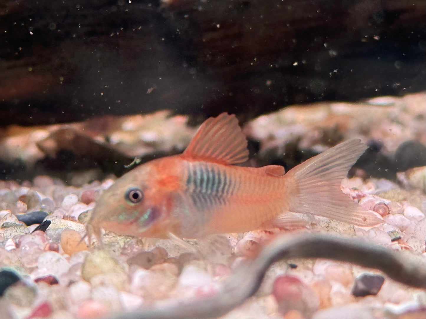 Orangener Venezuela Panzerwels Corydoras venezuelanus orange