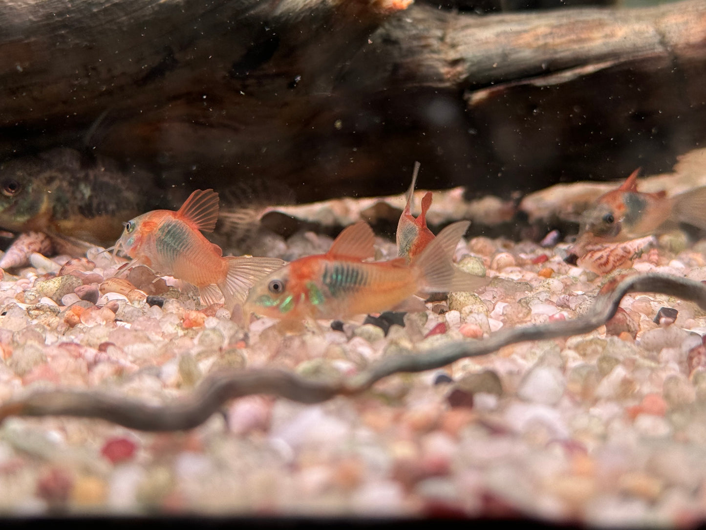 Orangener Venezuela Panzerwels Corydoras venezuelanus orange