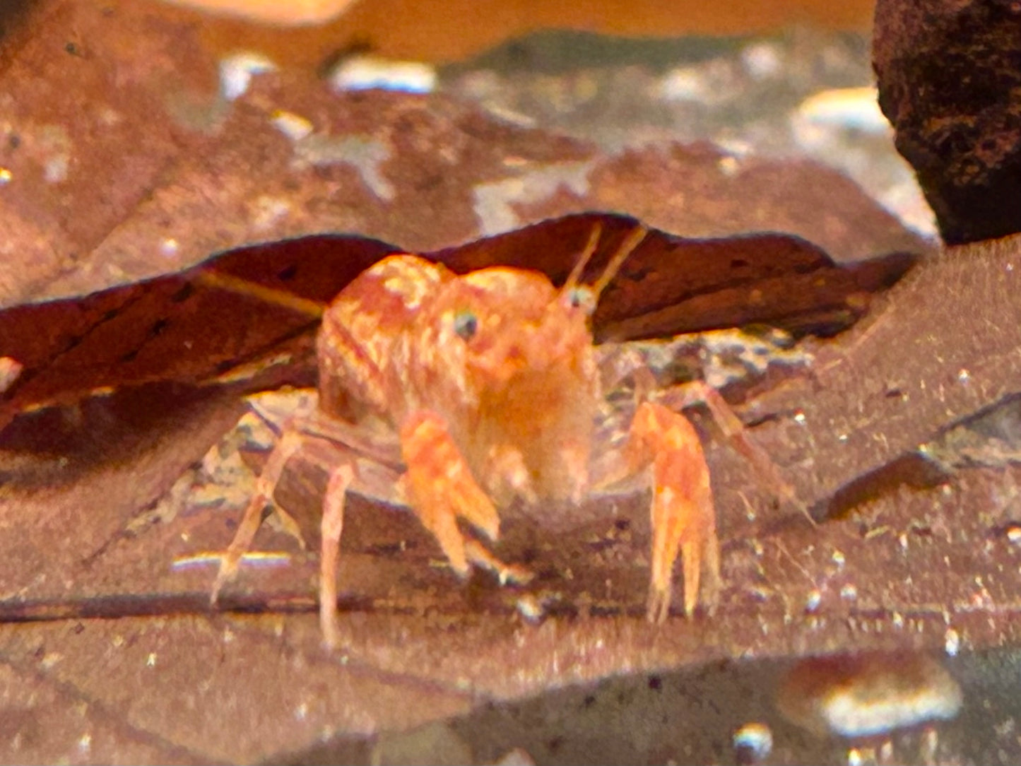Oranger Zwergflusskrebs Cambarellus patzcuarensis CPO