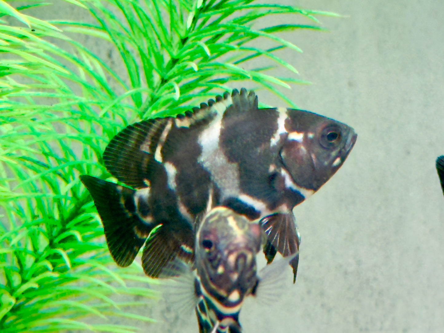 Oskar Pfauenaugenbuntbarsch Tiger Astronotus ocellatus
