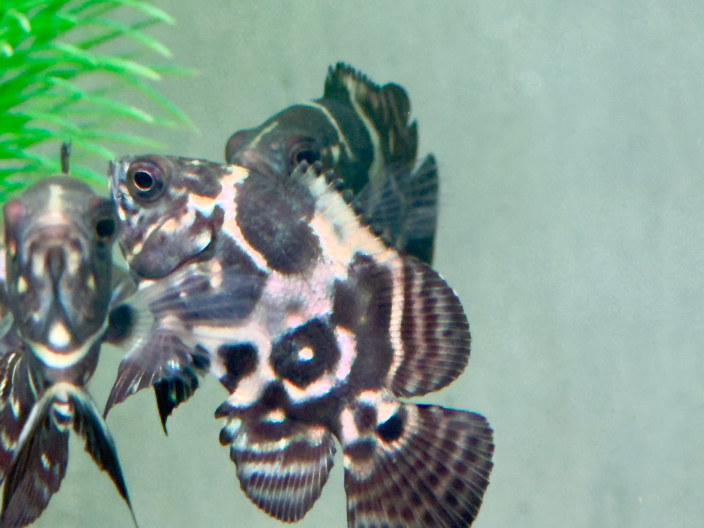 Oskar Pfauenaugenbuntbarsch Tiger Astronotus ocellatus