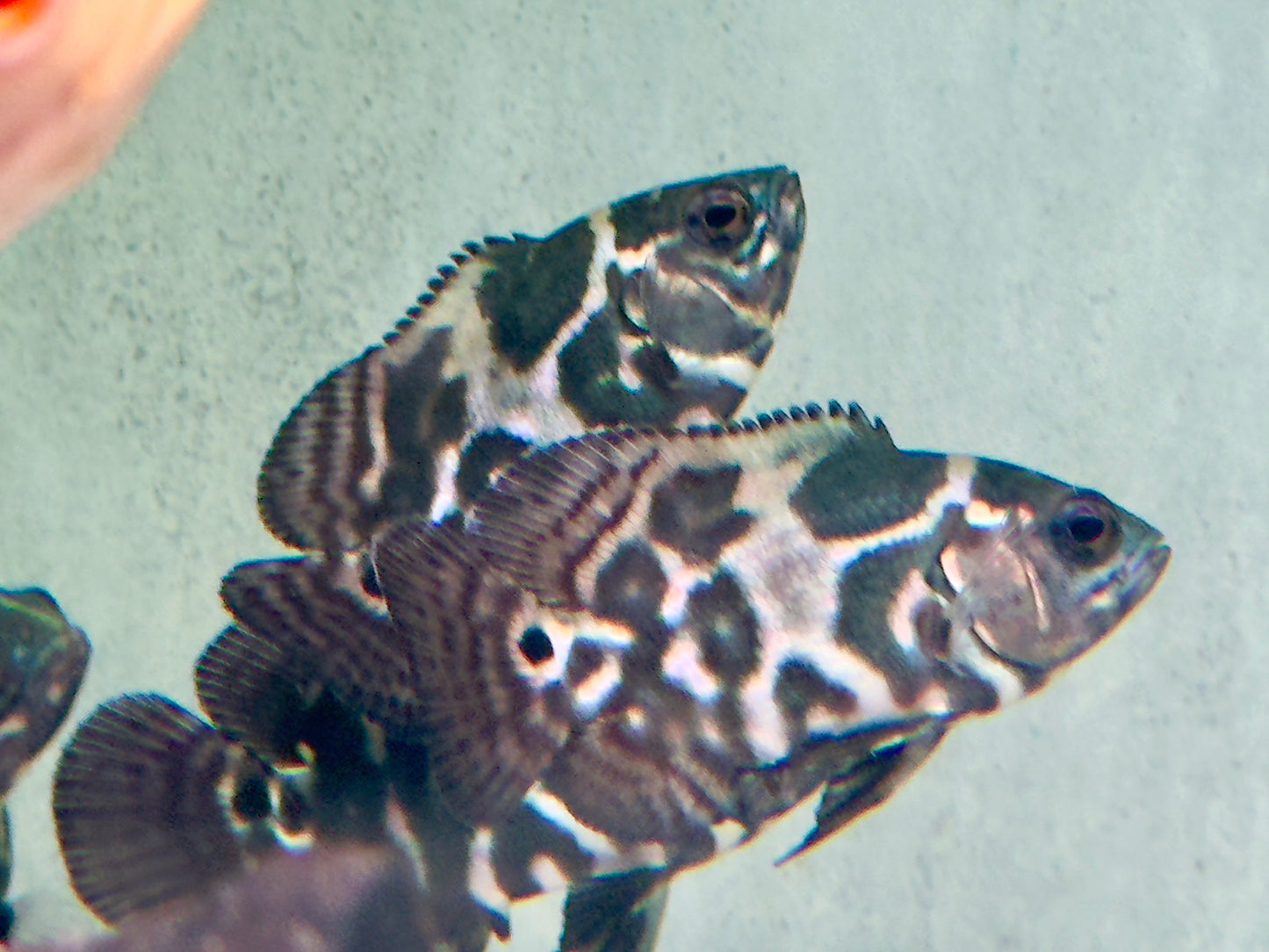 Oskar Pfauenaugenbuntbarsch Tiger Astronotus ocellatus
