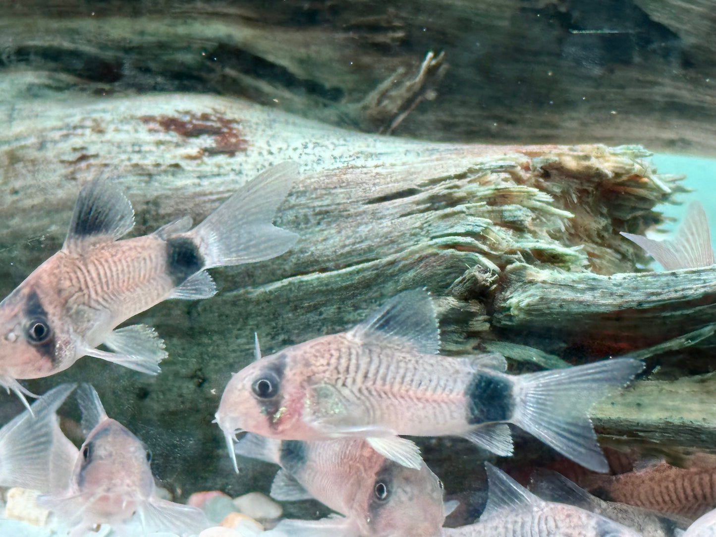 Panda Panzerwels Hoplisoma Corydoras panda