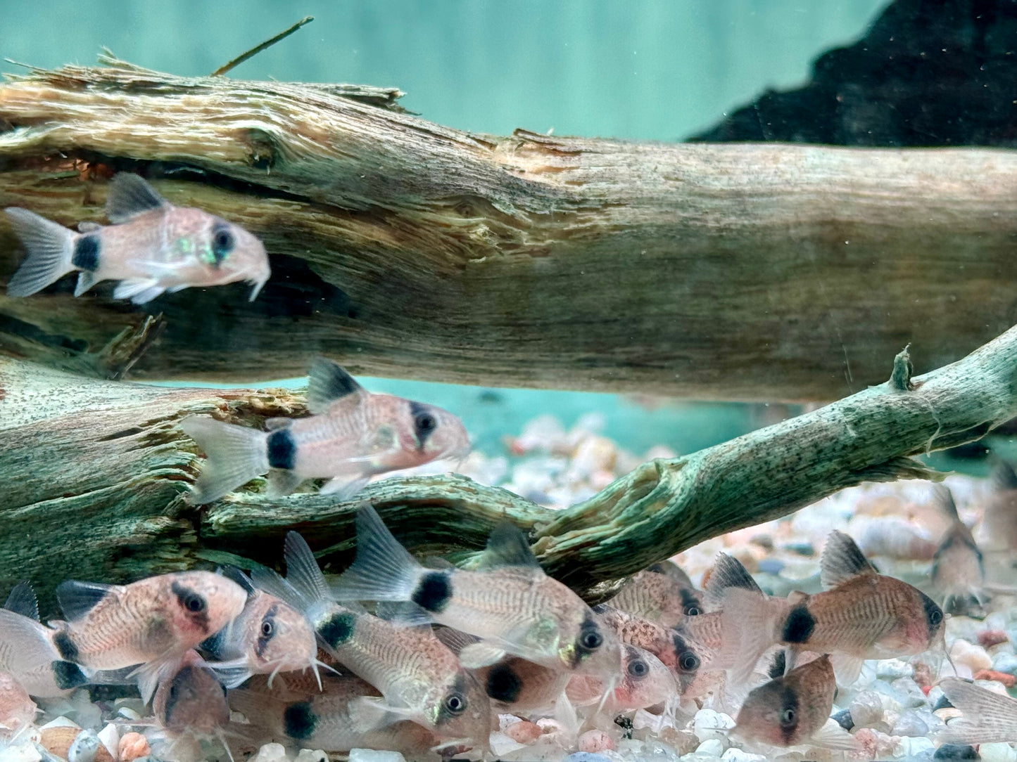 Panda Panzerwels Hoplisoma Corydoras panda