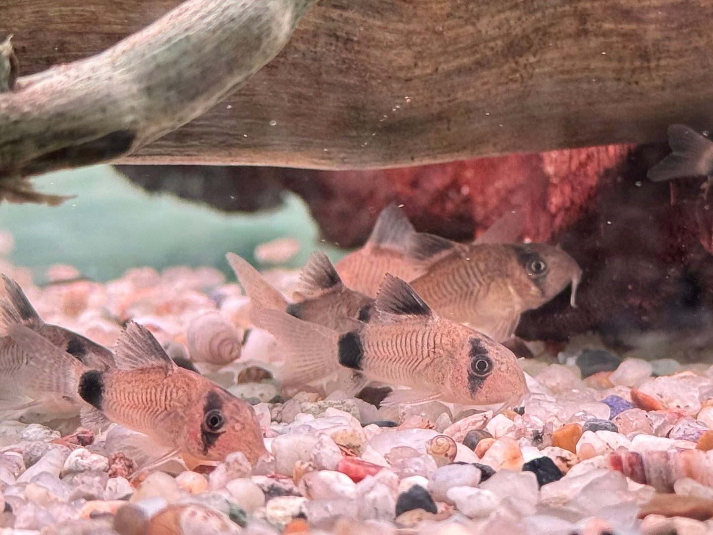 Panda Panzerwels Hoplisoma Corydoras panda