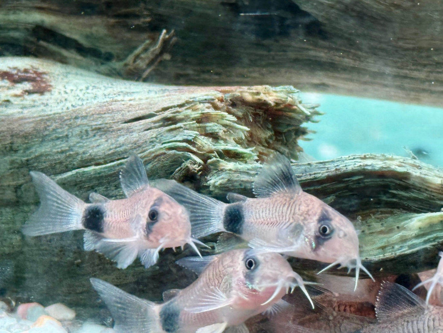 Panda Panzerwels Hoplisoma Corydoras panda