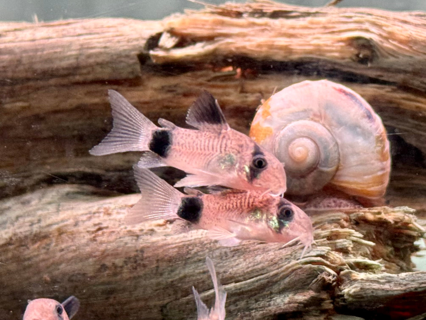 Panda Panzerwels Hoplisoma Corydoras panda