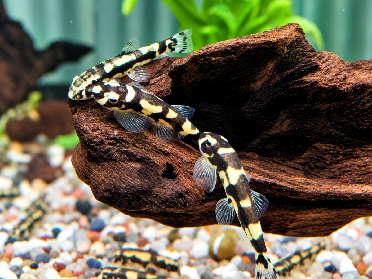Panda Schmerle Protomyzon I Yaoshania pachychilus