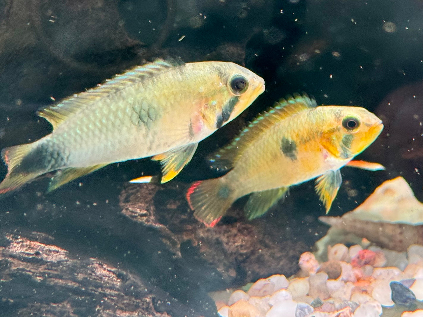Panduros Zwergbuntbarsch Apistogramma panduro