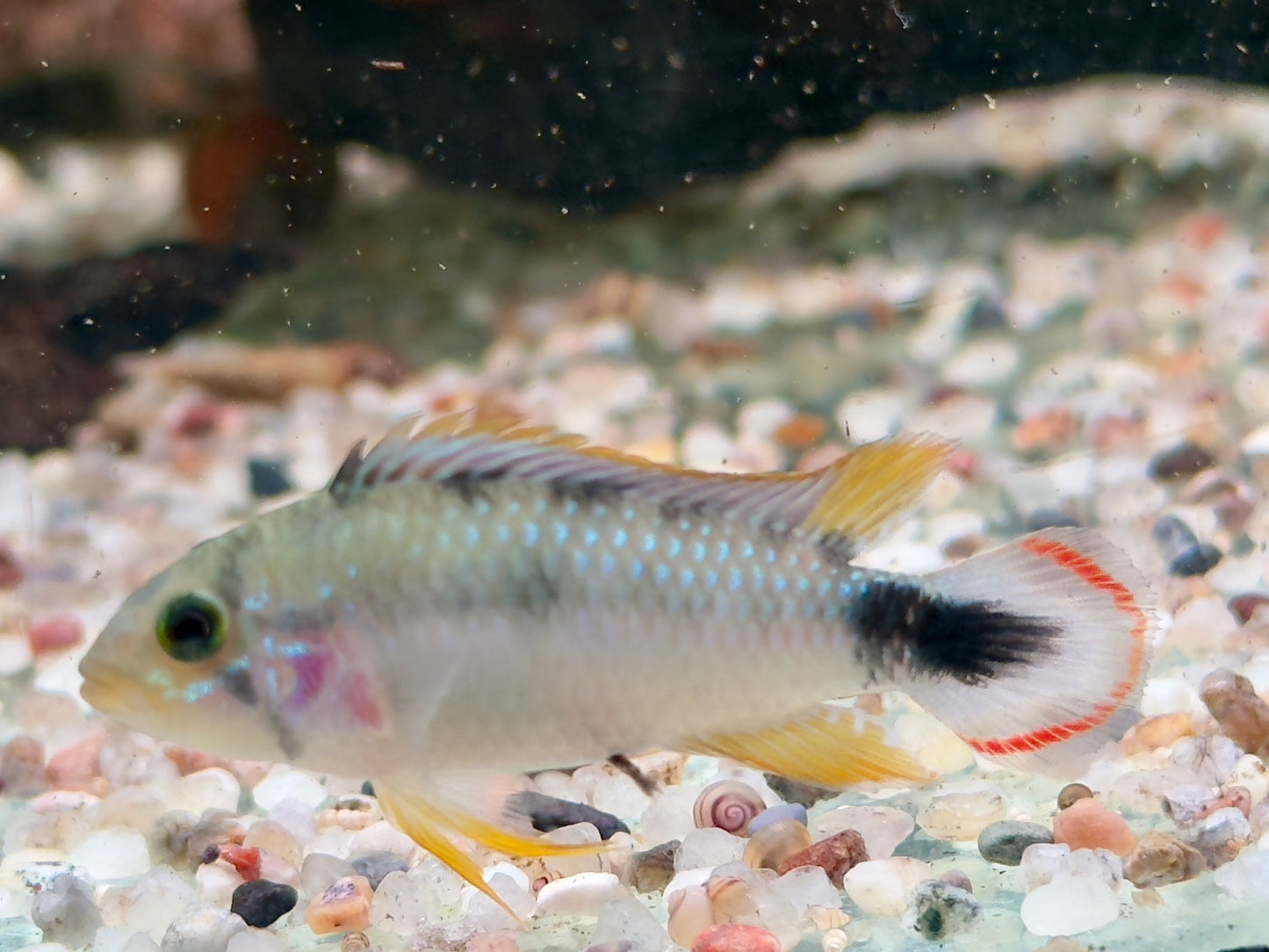 Panduros Zwergbuntbarsch Apistogramma panduro