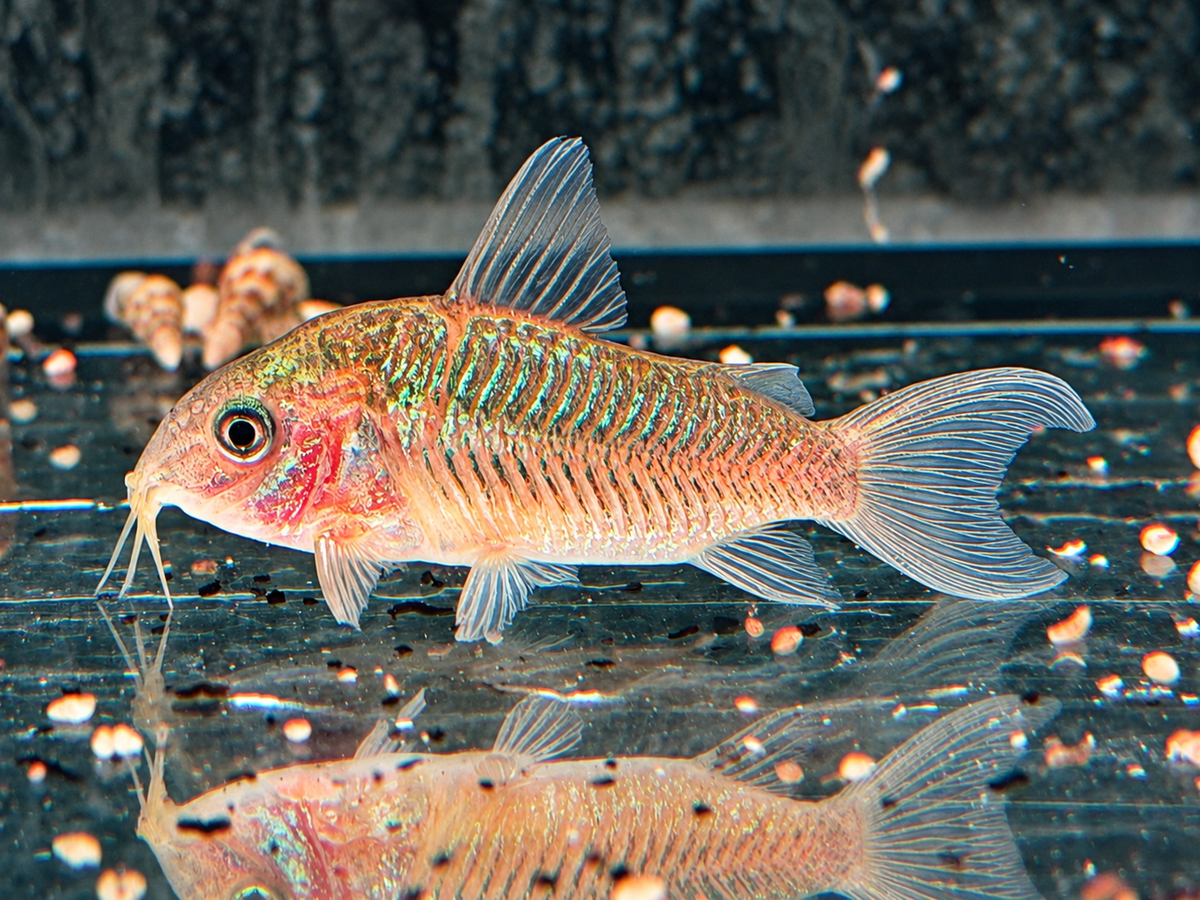 Pantanal-Panzerwels Corydoras Brochis pantanalensis C005