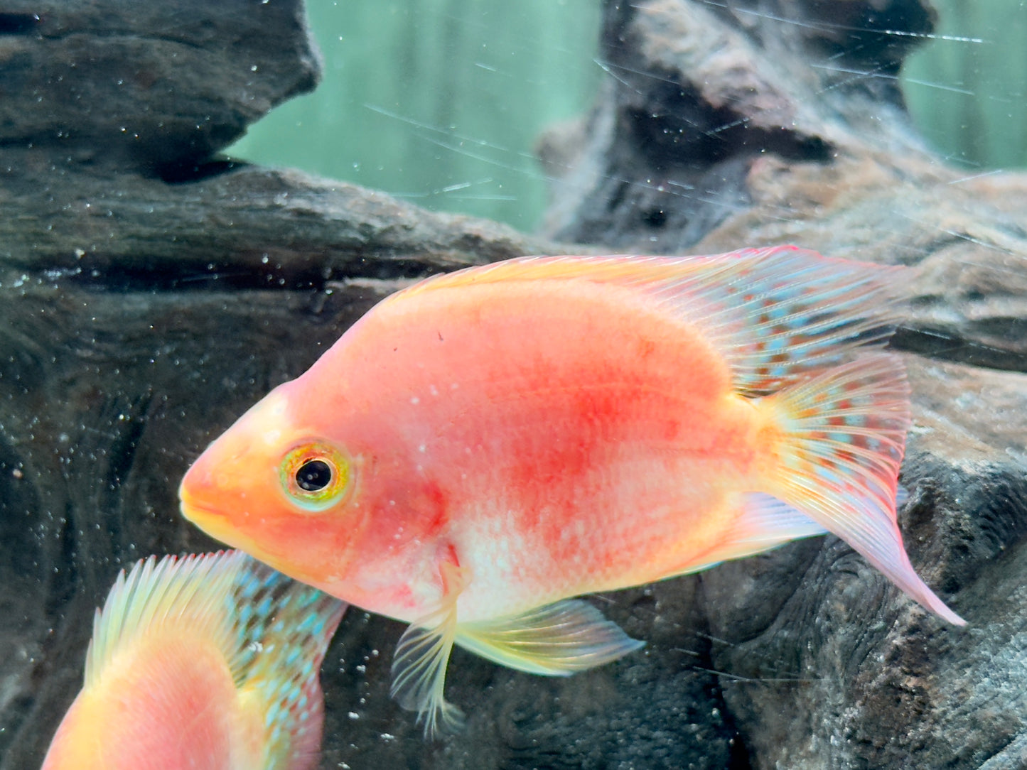 Papageienbuntbarsch Parrot rot Cichlasoma spec. Amphilophus