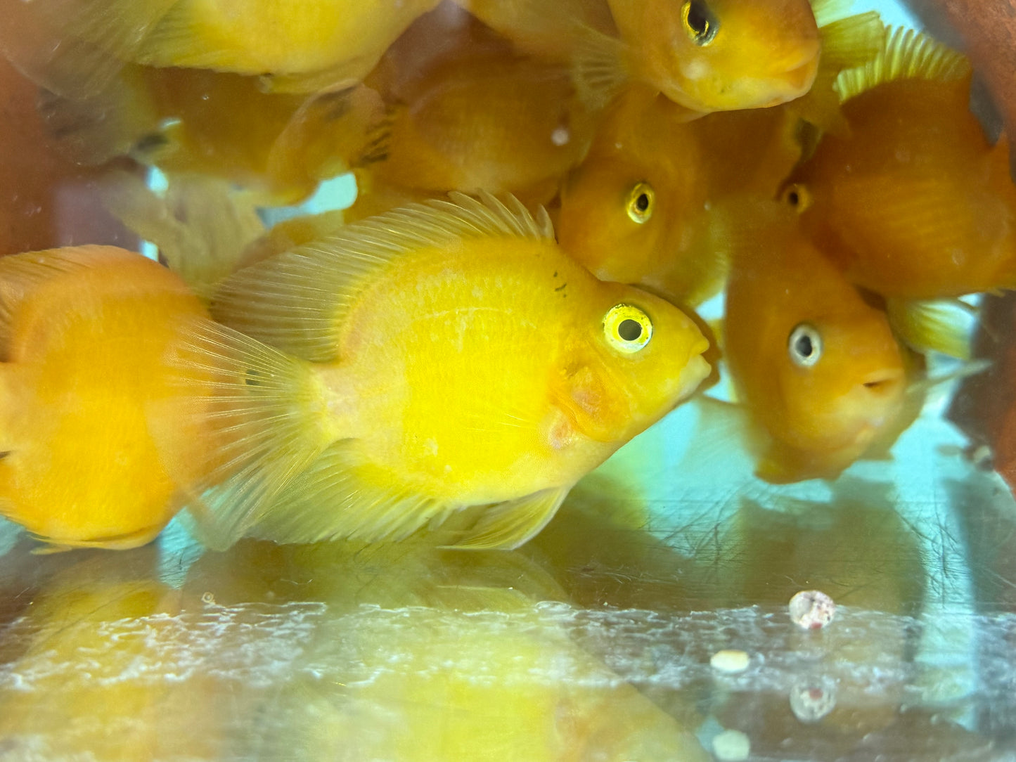 Papageienbuntbarsch Parrot gelb Cichlasoma spec. Amphilophus 6,5-7,5 cm