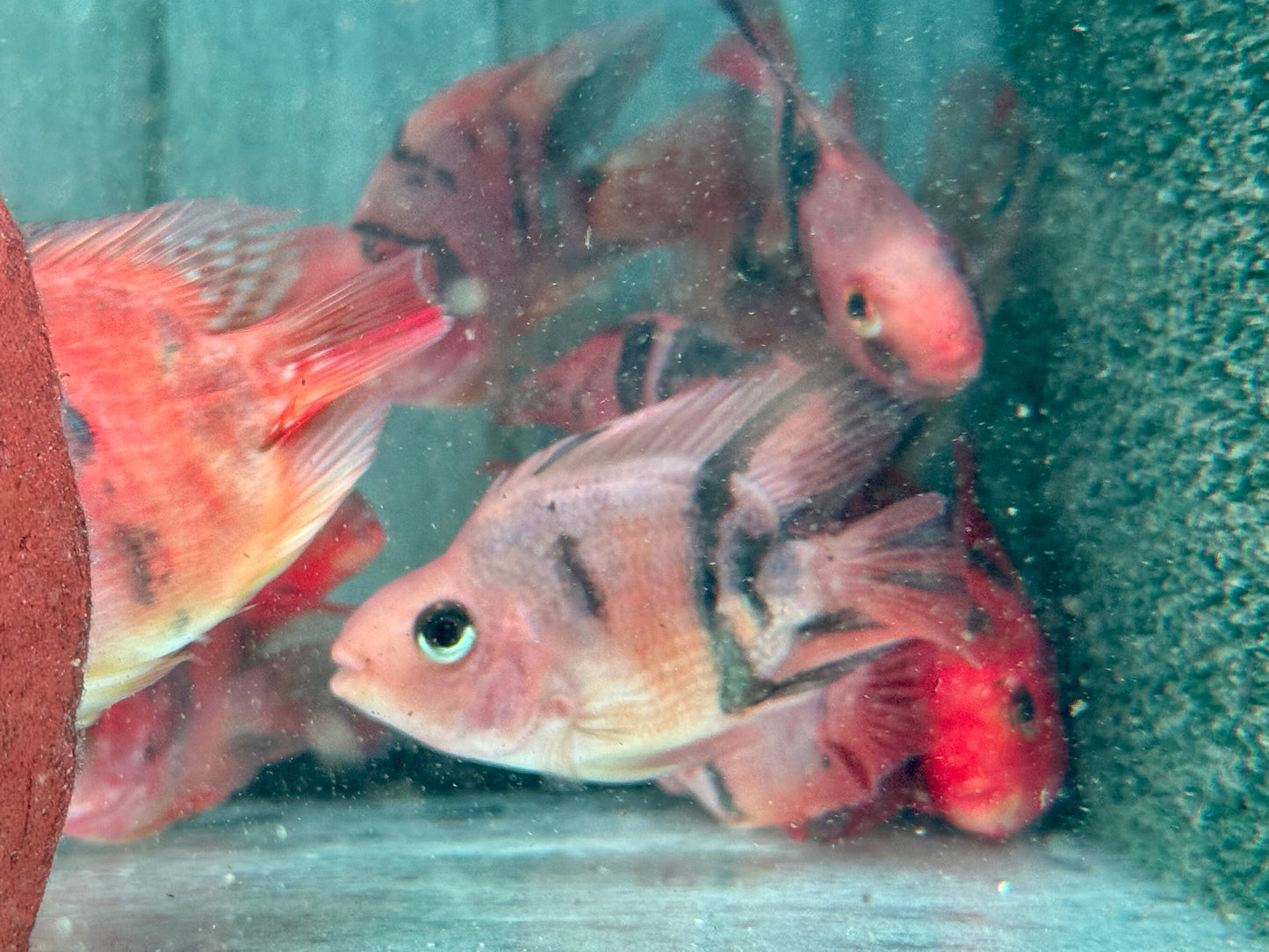 Papageienbuntbarsch Parrot red black Tiger Cichlasoma spec. Amphilophus