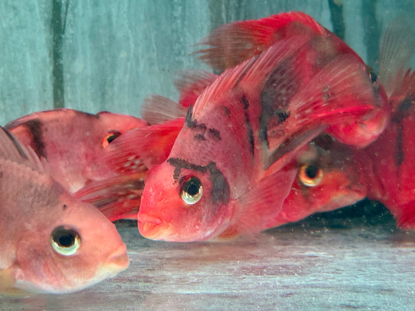Papageienbuntbarsch Parrot red black Tiger Cichlasoma spec. Amphilophus