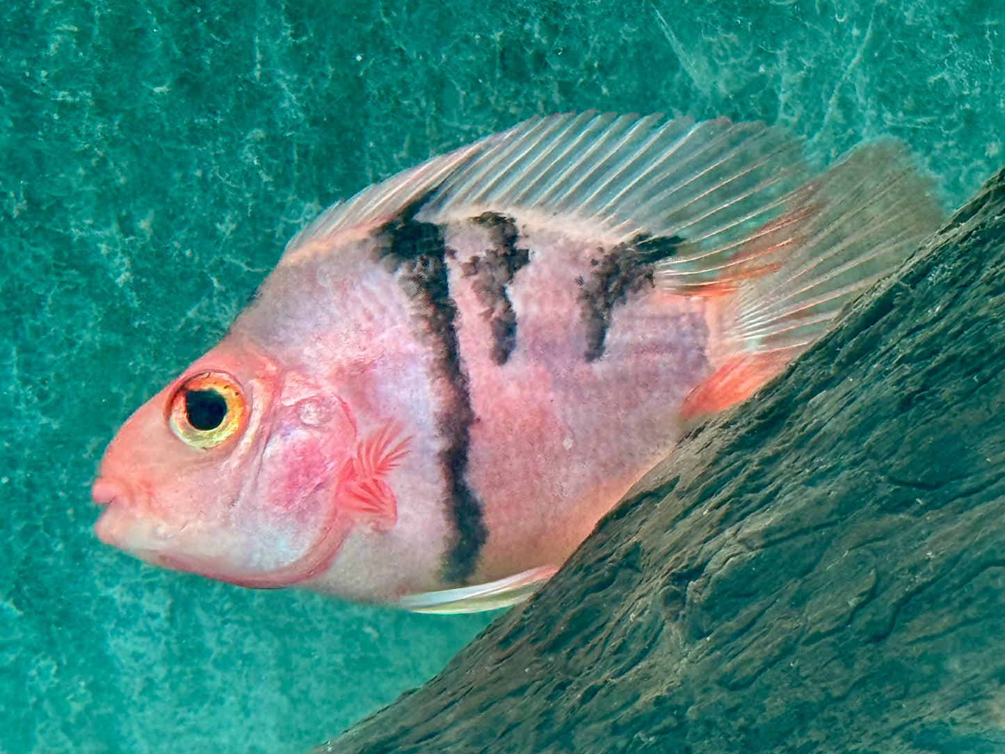 Papageienbuntbarsch Parrot red black Tiger Cichlasoma spec. Amphilophus