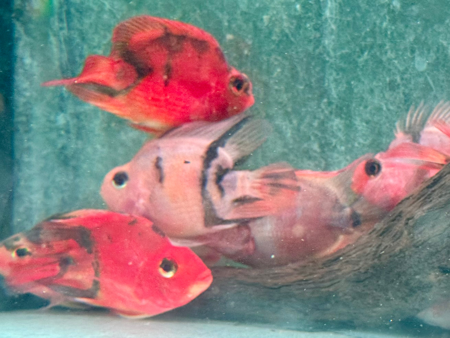 Papageienbuntbarsch Parrot red black Tiger Cichlasoma spec. Amphilophus