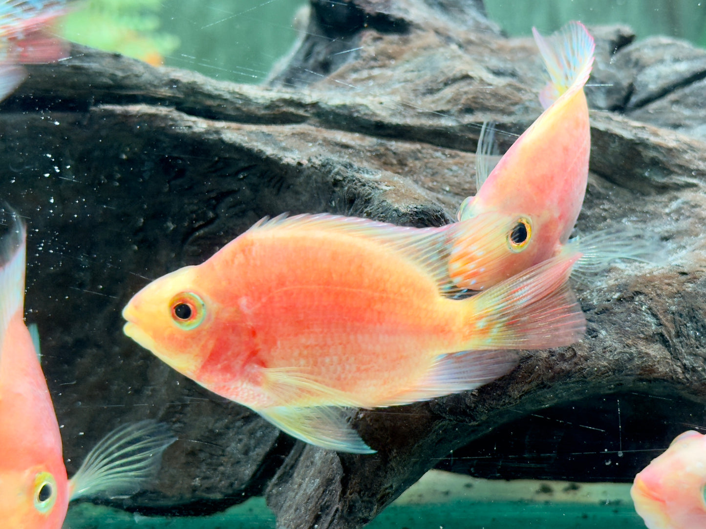 Papageienbuntbarsch Parrot rot Cichlasoma spec. Amphilophus
