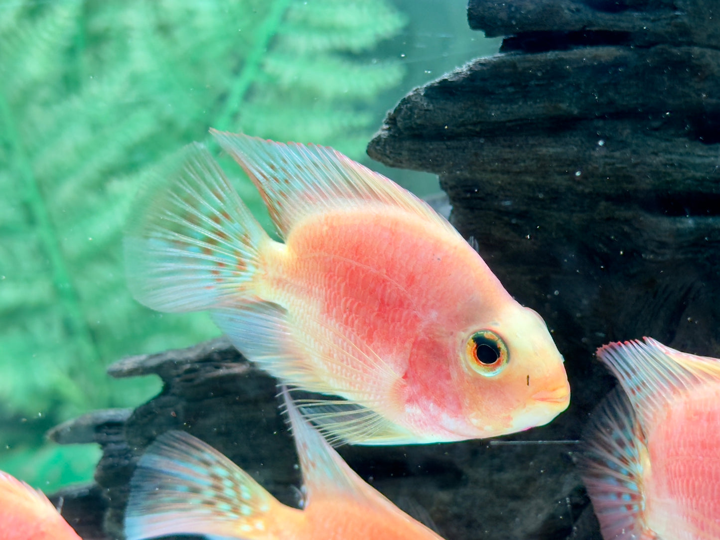 Papageienbuntbarsch Parrot rot Cichlasoma spec. Amphilophus