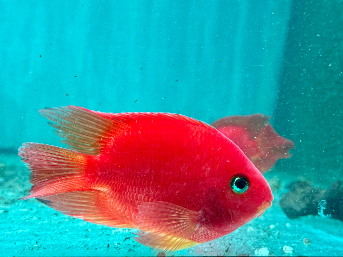 Papageienbuntbarsch Parrot rot Cichlasoma spec. Amphilophus 7-9 cm