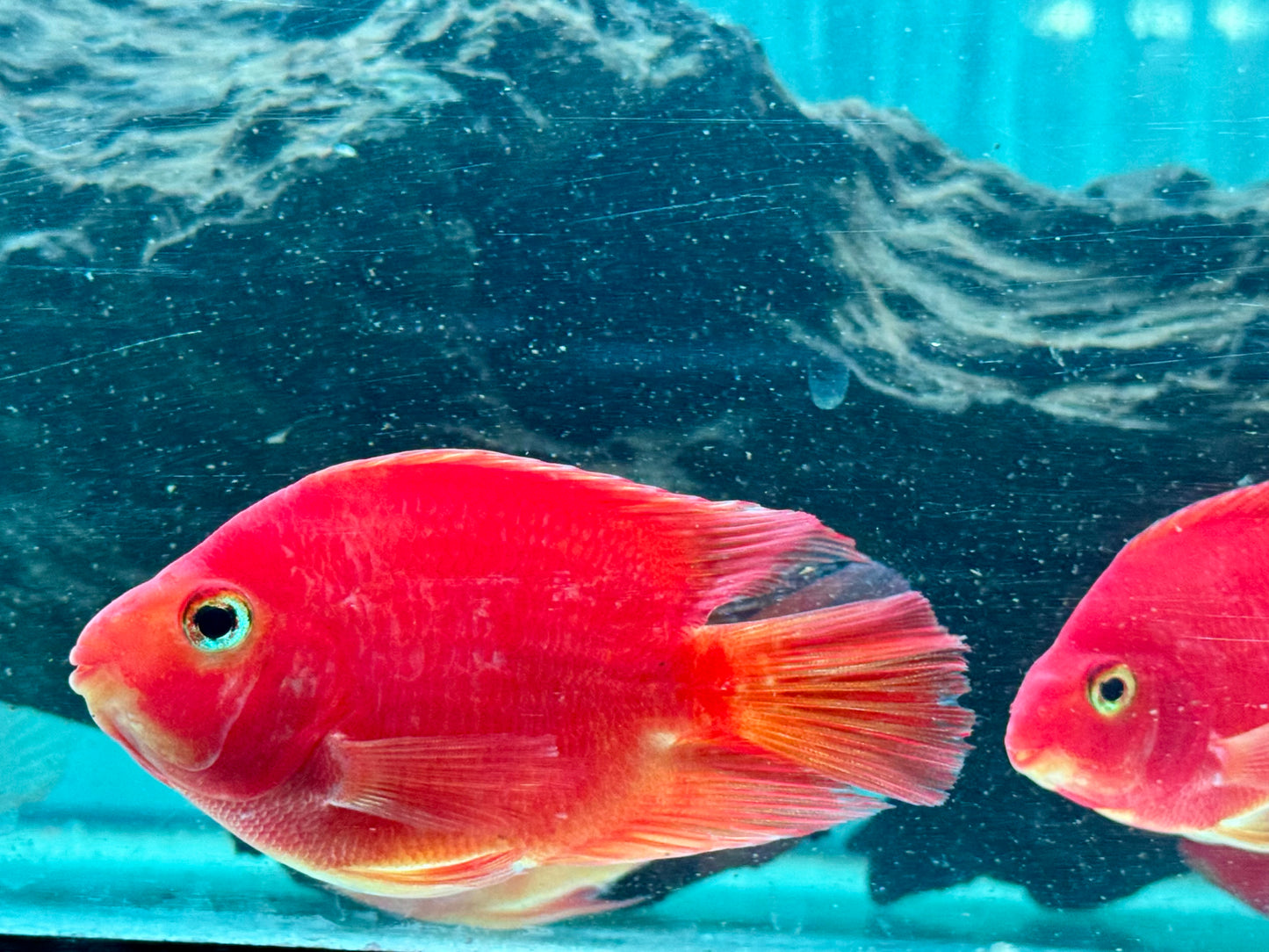 Papageienbuntbarsch Parrot rot Cichlasoma spec. Amphilophus 7-9 cm