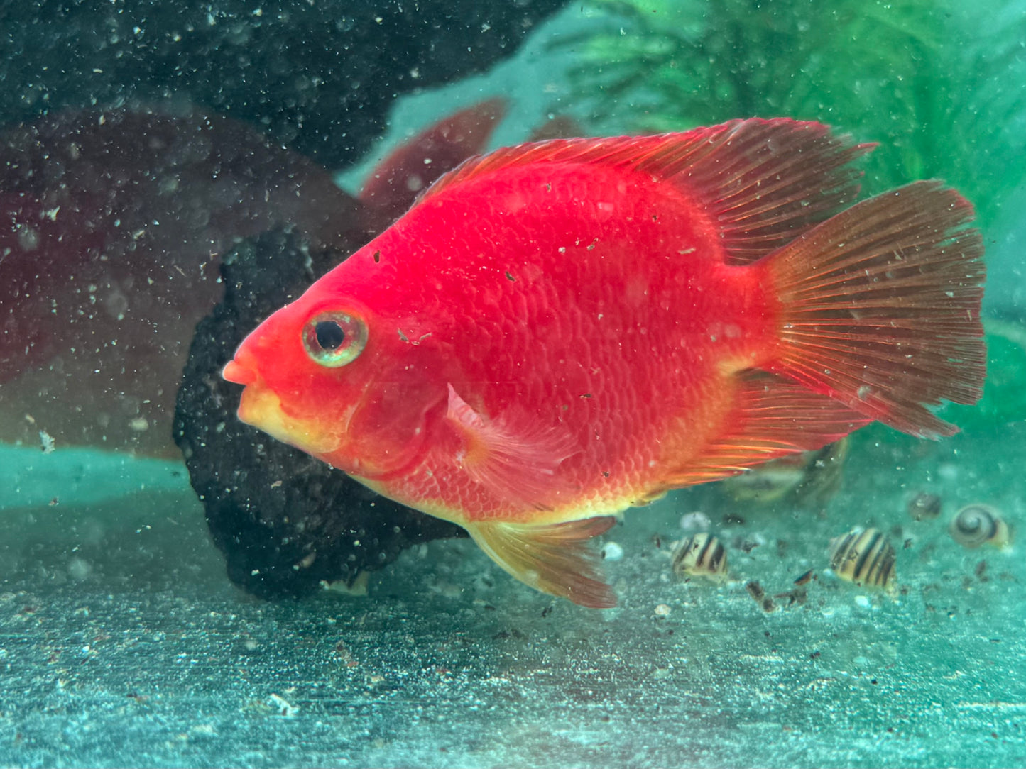 Papageienbuntbarsch Parrot rot Cichlasoma spec. Amphilophus 7-9 cm