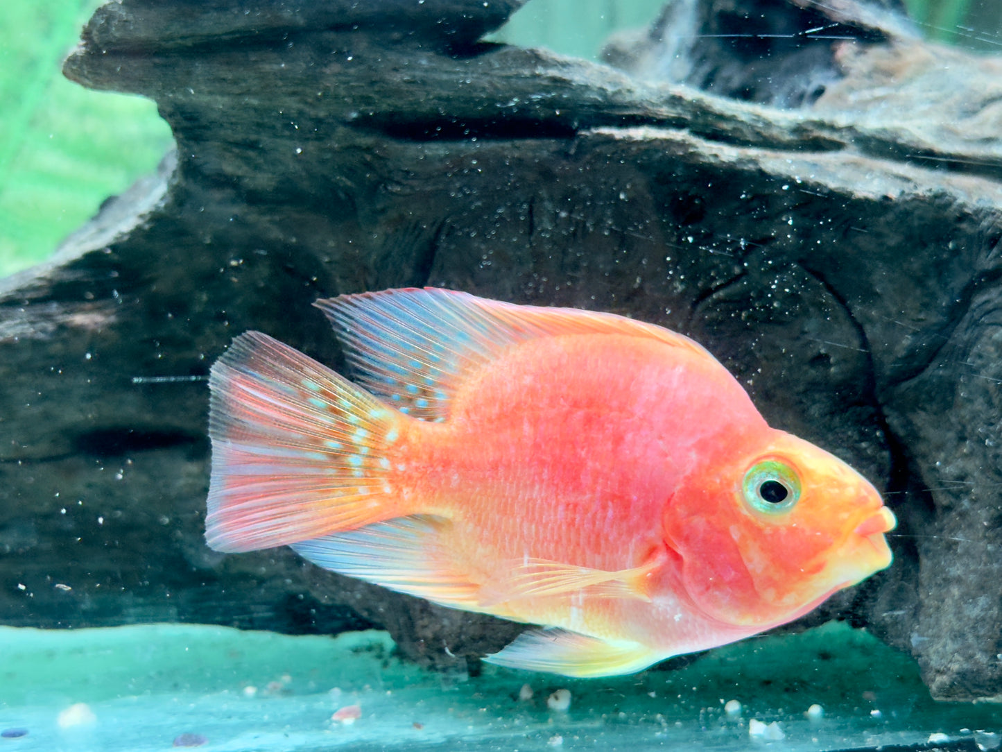 Papageienbuntbarsch Parrot rot Cichlasoma spec. Amphilophus