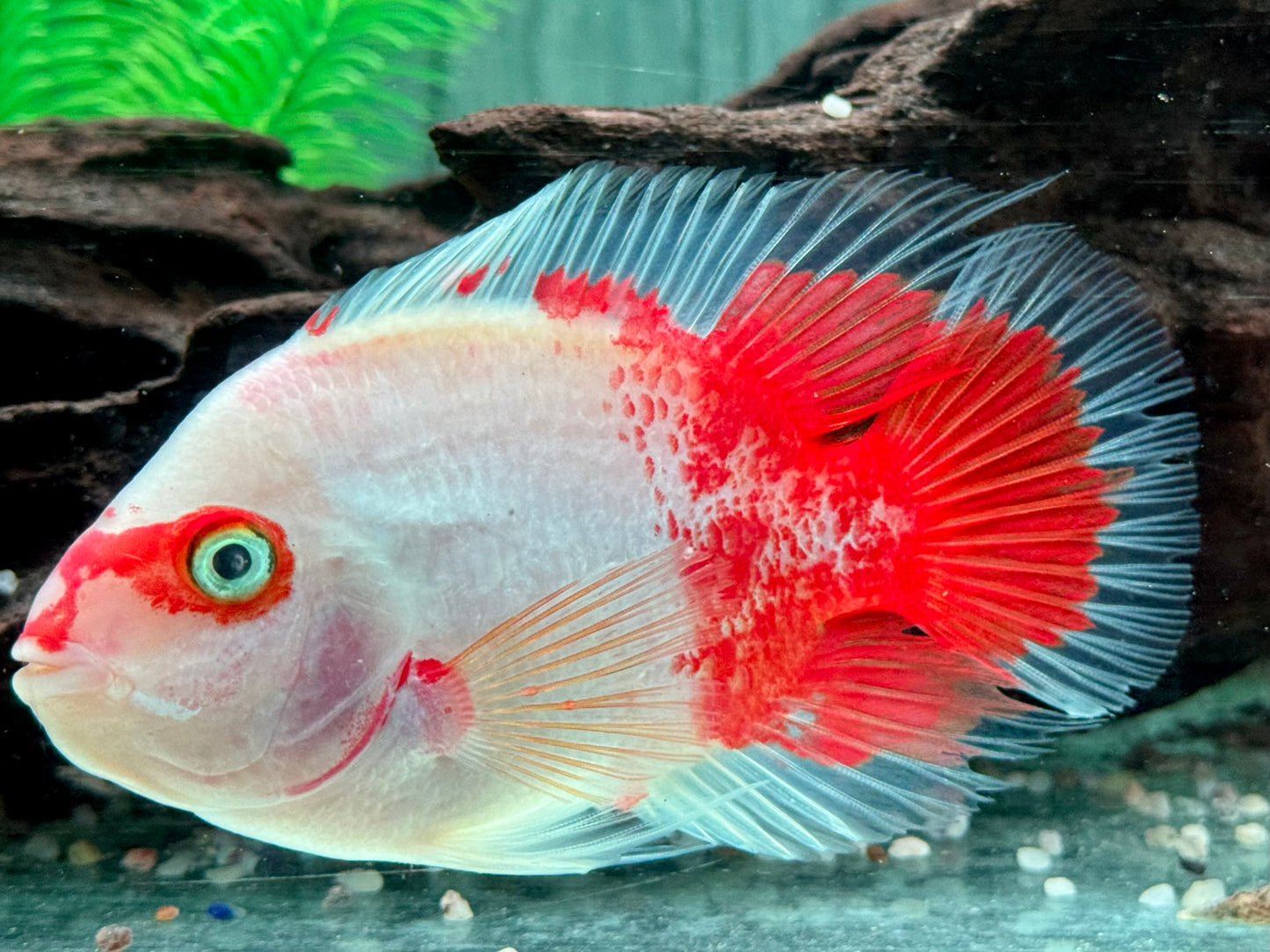 Papageienbuntbarsch Parrot rot weiß Cichlasoma spec. Amphilophus 10-14 cm